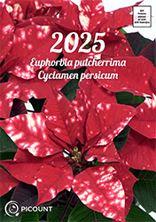 Božične zvezde in ciklame 2025