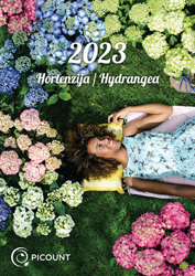 Hortensia---Flyer_Hydrangea_mid-1